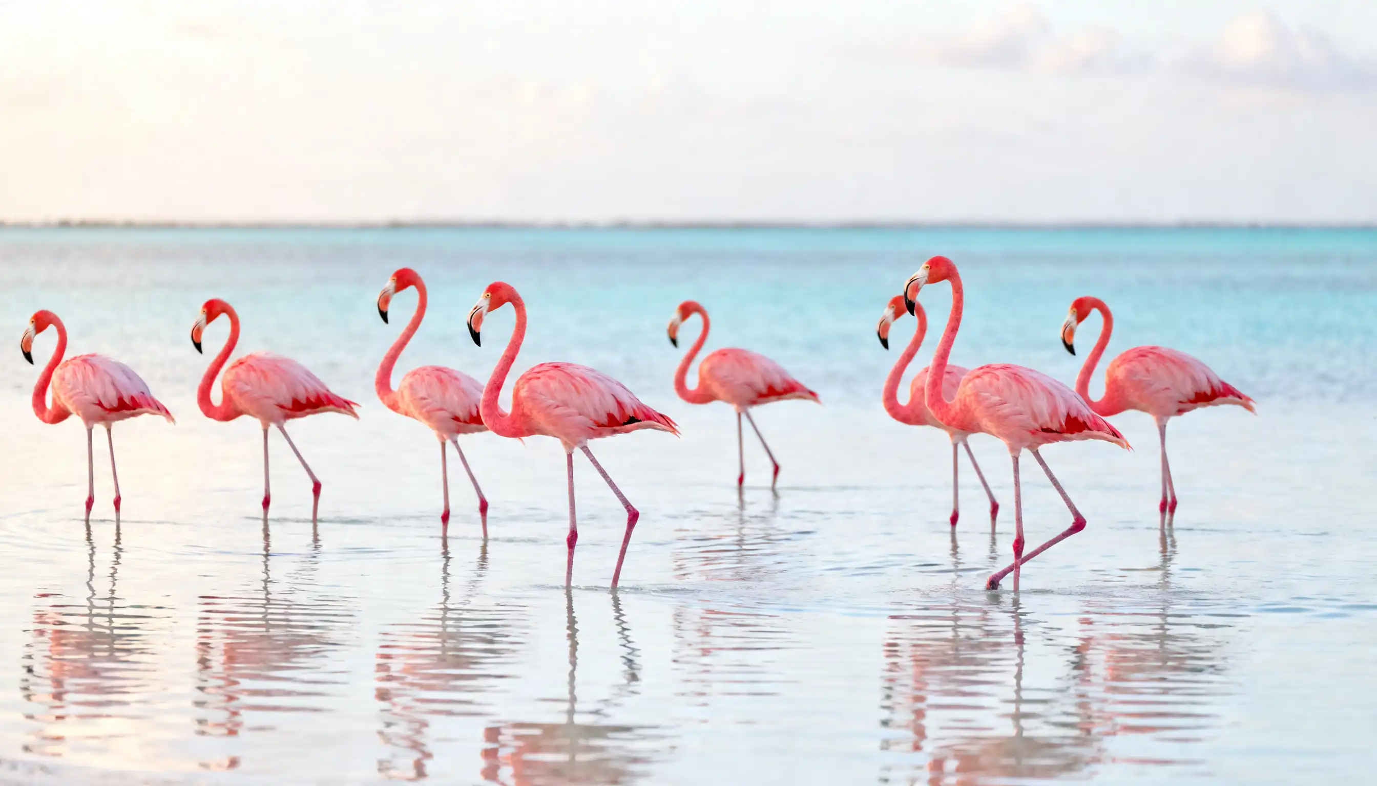 Flamencos en El Cuyo, Yucatán